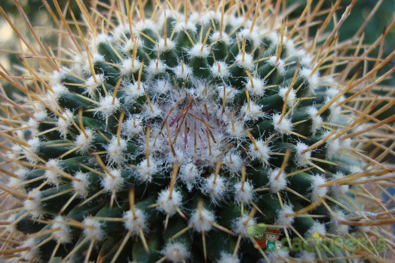 A photo of Mammillaria polythele ssp. obconella