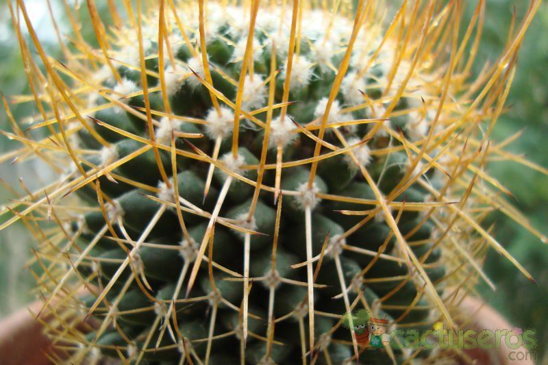 A photo of Mammillaria polythele ssp. obconella