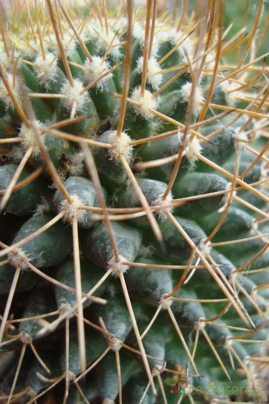 A photo of Mammillaria polythele ssp. obconella