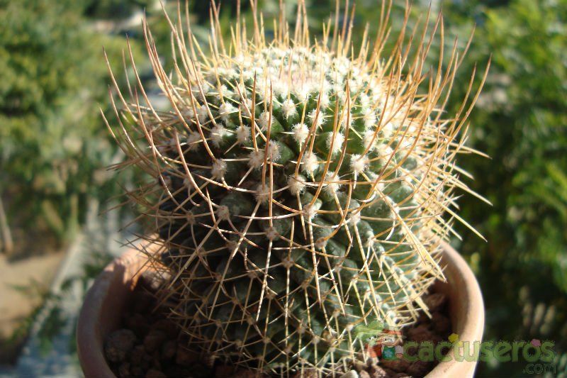 A photo of Mammillaria polythele ssp. obconella