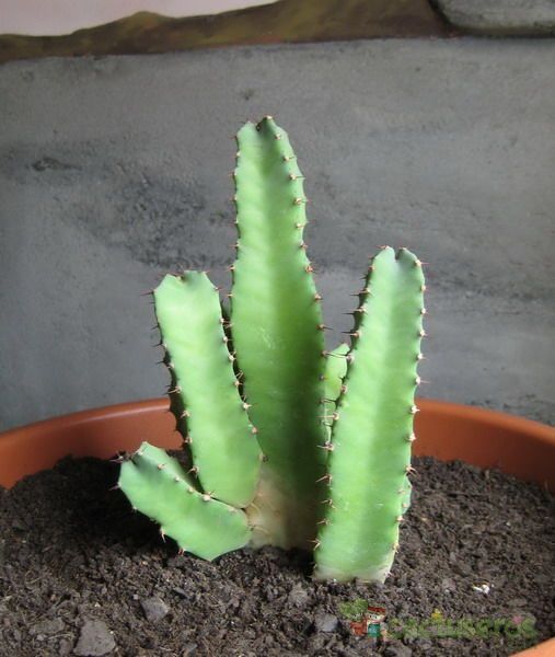 A photo of Euphorbia resinifera