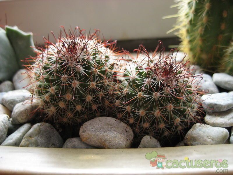 A photo of Mammillaria mercadensis
