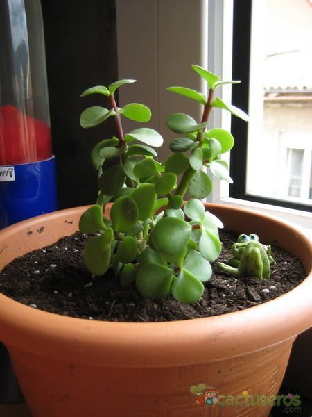 A photo of Portulacaria afra