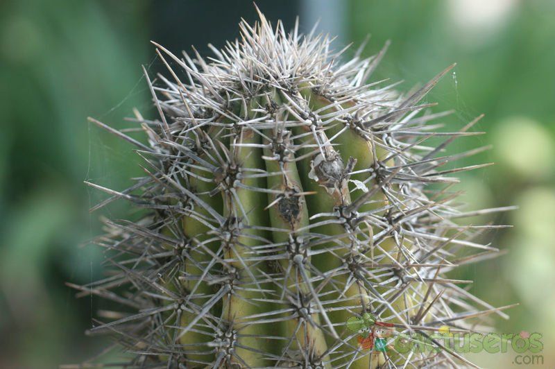 A photo of Pachycereus pringlei