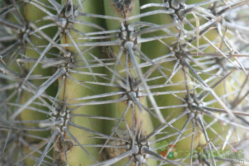 A photo of Pachycereus pringlei