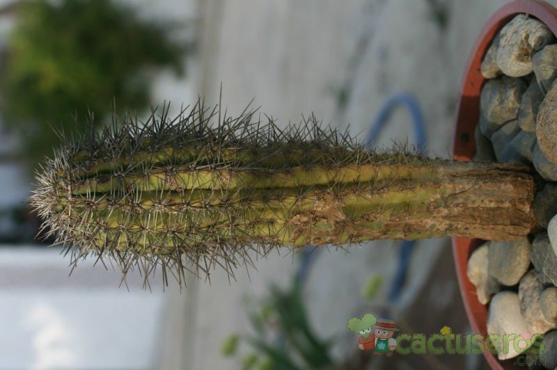 A photo of Pachycereus pringlei