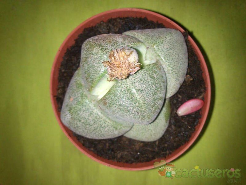 A photo of Pleiospilos nelii
