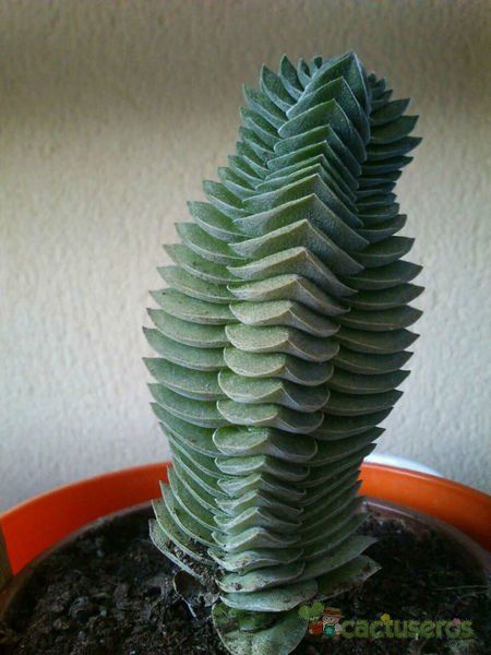 Una foto de Crassula cv. Buddahs Temple