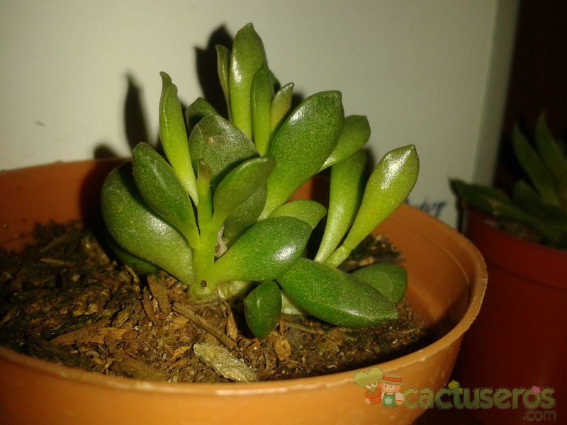 Una foto de Adromischus schuldtianus subsp. juttae