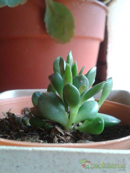 Una foto de Adromischus schuldtianus subsp. juttae