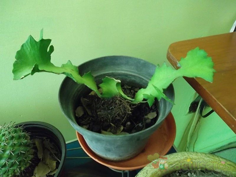 Una foto de Euphorbia bougheyi