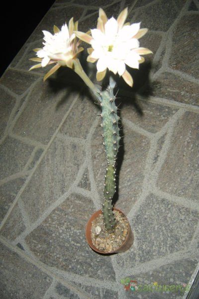 A photo of Cereus spegazzinii