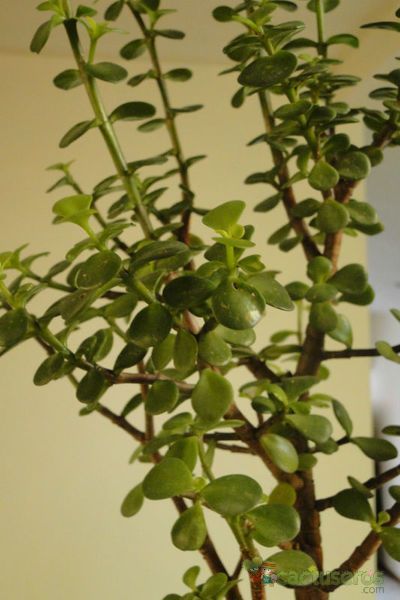 A photo of Portulacaria afra