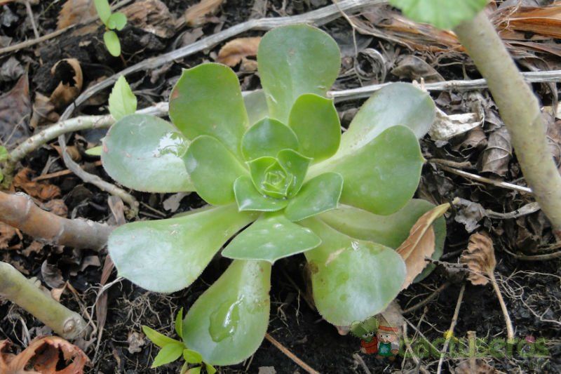 A photo of Aeonium arboreum