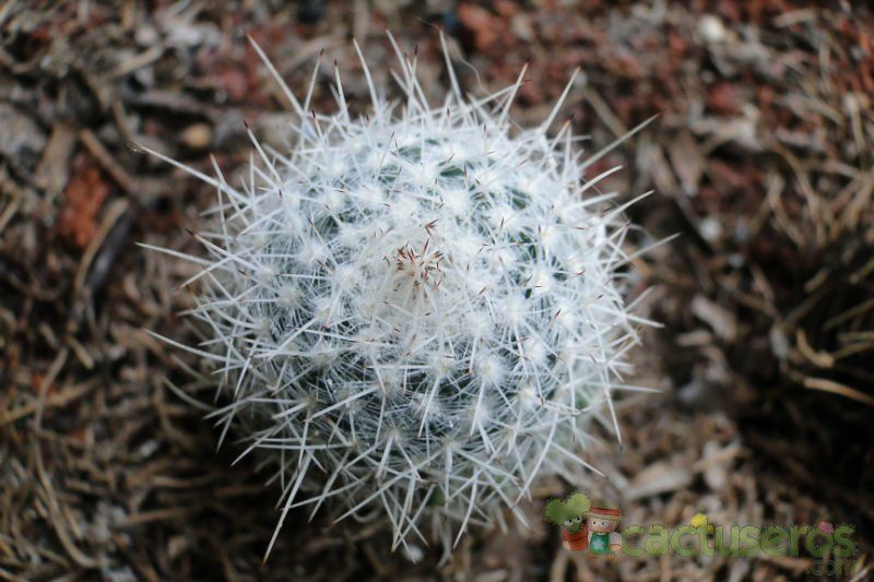 A photo of Mammillaria geminispina