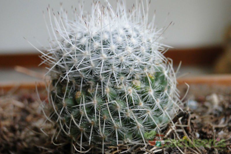 A photo of Mammillaria geminispina