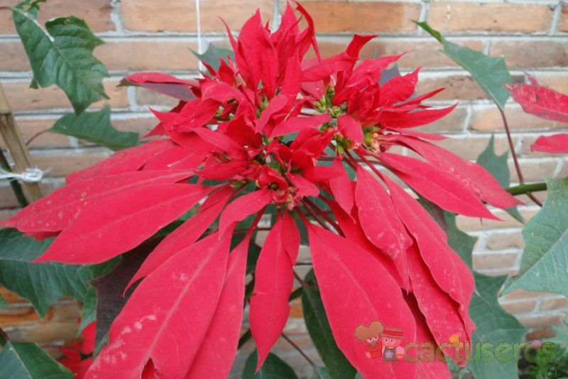 A photo of Euphorbia pulcherrima