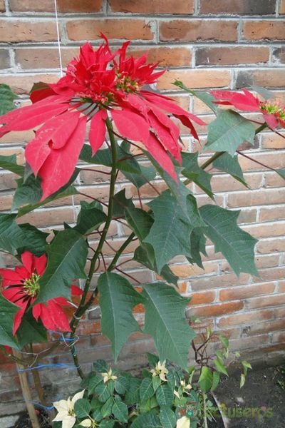 A photo of Euphorbia pulcherrima