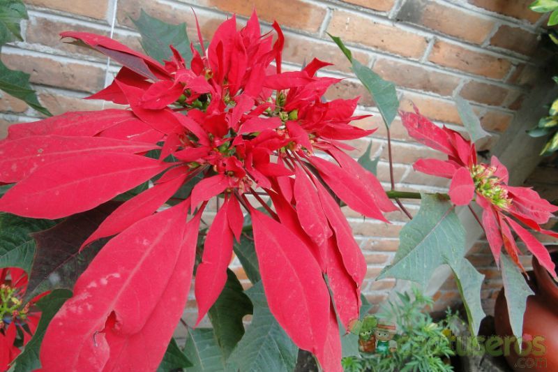 A photo of Euphorbia pulcherrima