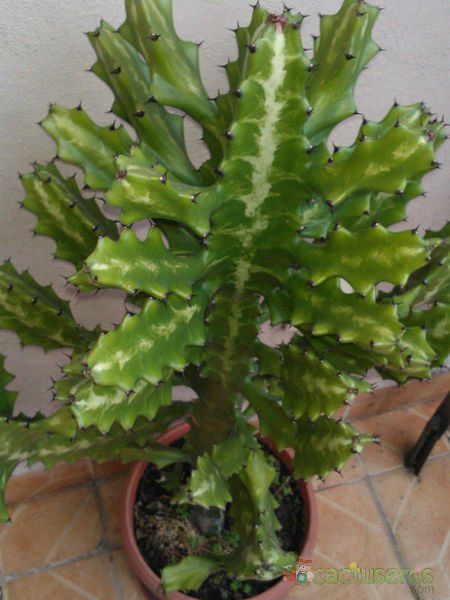 A photo of Euphorbia lactea