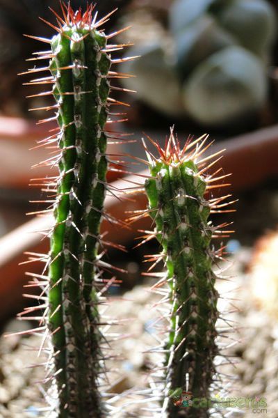 Una foto de Euphorbia baioensis
