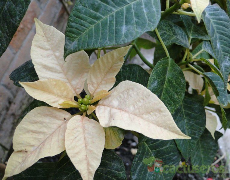 Una foto de Euphorbia pulcherrima