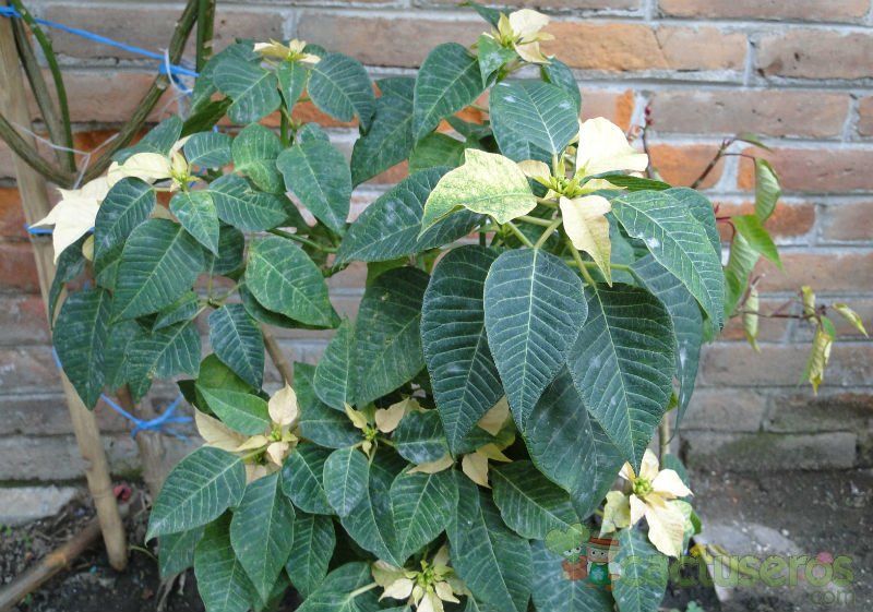 Una foto de Euphorbia pulcherrima