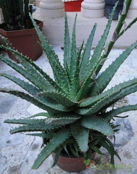 Una foto de Aloe x spinosissima