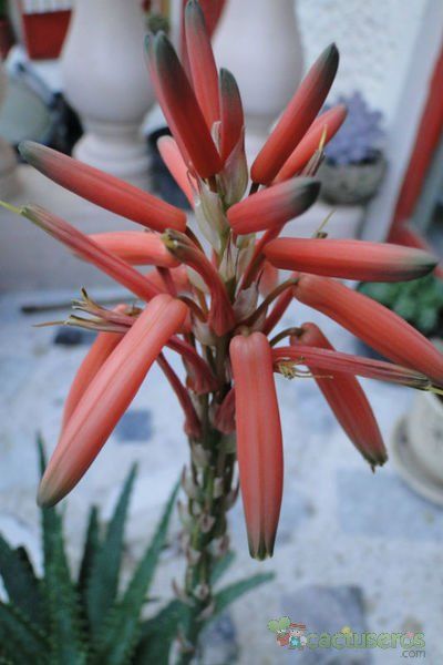 A photo of Aloe x spinosissima