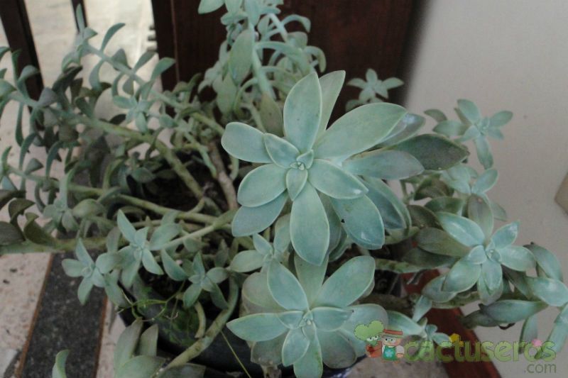 A photo of Graptopetalum paraguayense