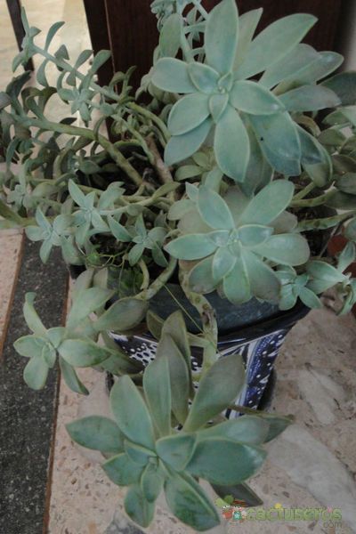 A photo of Graptopetalum paraguayense