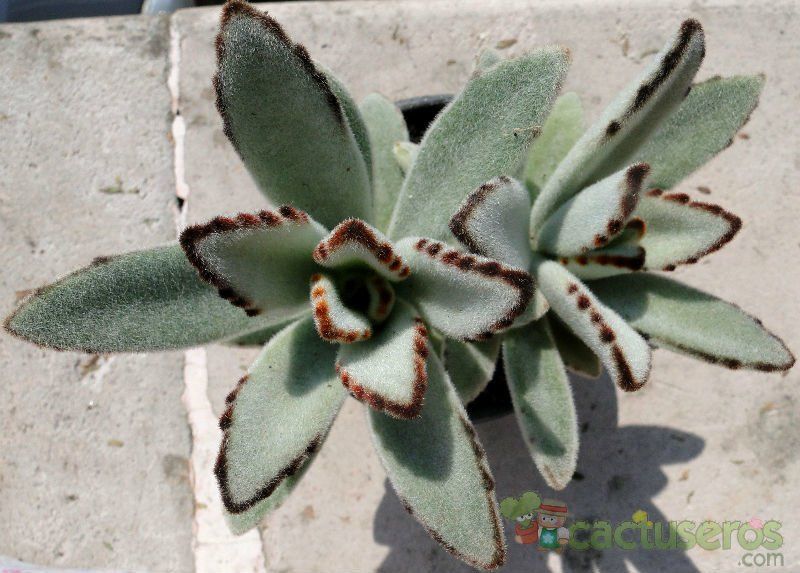 Una foto de Kalanchoe tomentosa