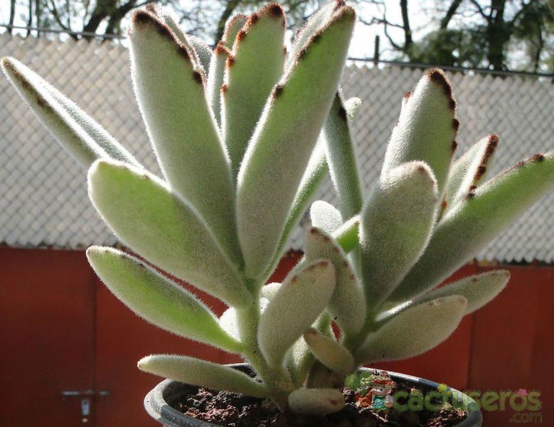 Una foto de Kalanchoe tomentosa