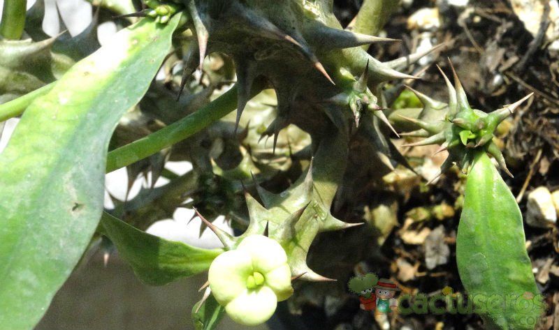 A photo of Euphorbia x lomi