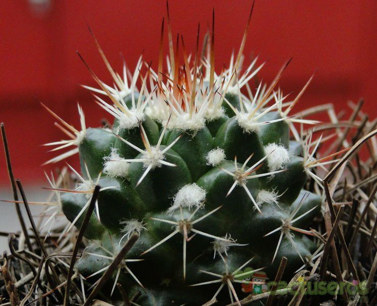 A photo of Mammillaria voburnensis subsp. collinsii