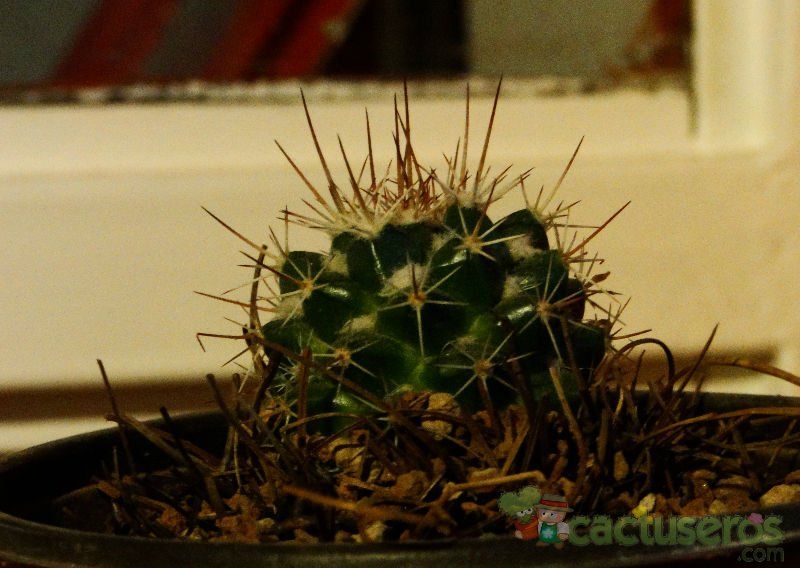 A photo of Mammillaria voburnensis subsp. collinsii