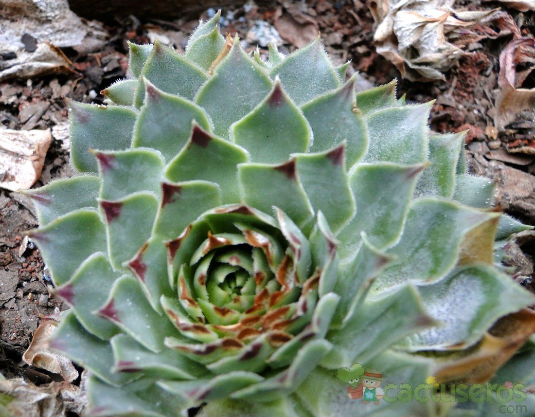 A photo of Sempervivum calcareum