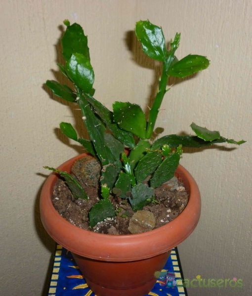 A photo of Brasiliopuntia brasiliensis