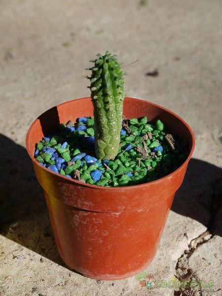A photo of Euphorbia mammillaris