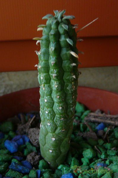 A photo of Euphorbia mammillaris