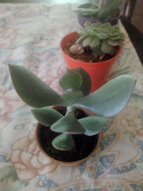 A photo of Crassula ovata
