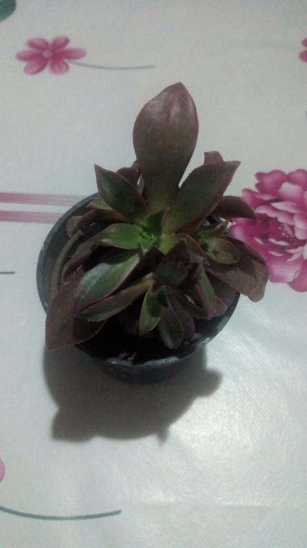 A photo of Aeonium decorum