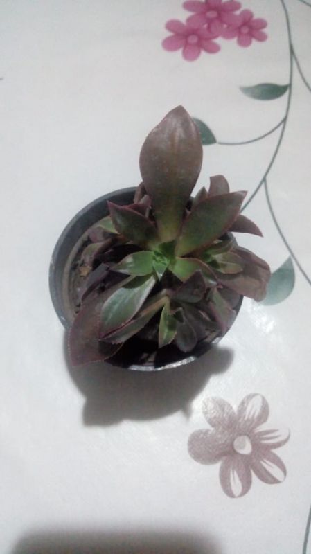 A photo of Aeonium decorum