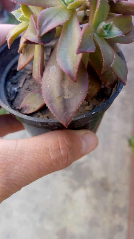 A photo of Aeonium decorum