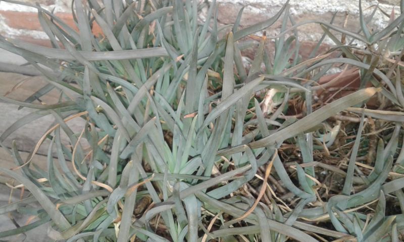 Foto de un cactus que se está identificando actualmente