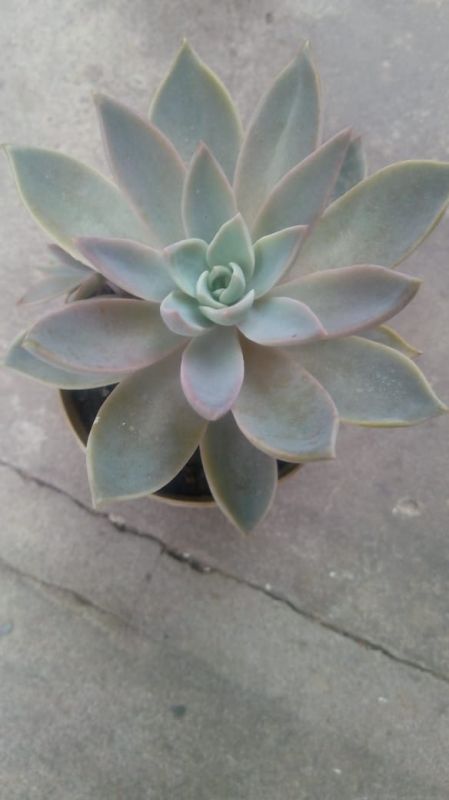 A photo of Graptoveria Waterlily
