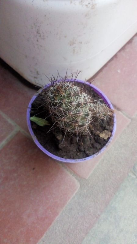 A photo of Mammillaria mazatlanensis ssp. patonii