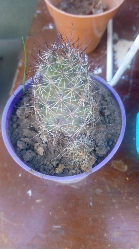 A photo of Mammillaria mazatlanensis ssp. patonii