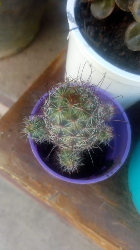 A photo of Mammillaria mazatlanensis ssp. patonii
