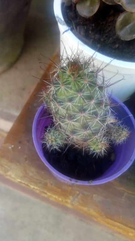 A photo of Mammillaria mazatlanensis ssp. patonii